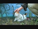 三毛猫もふもふ