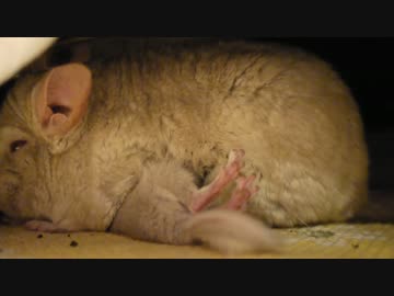チンチラママに甘えるチンチラベビーちゃん
