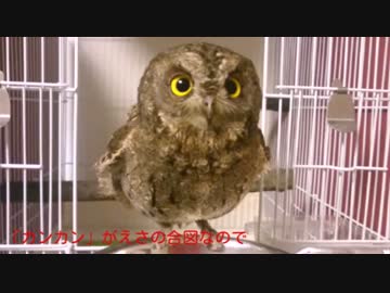 30代のおっさんがフクロウにえさをあげてみた