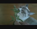 シロ・トラの為にキャットニップを育ててみた