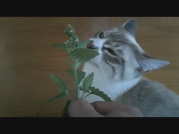 シロ・トラの為にキャットニップを育ててみた