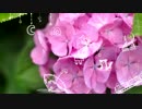 紫陽花が咲くころに、君と恋をする　歌ってみた　【Nastur】