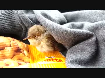 かわいい小鳥をルーフボックスの隙間から救出