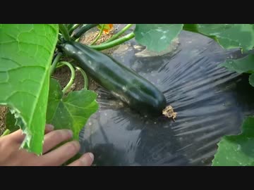 はじめての農家生活　その18