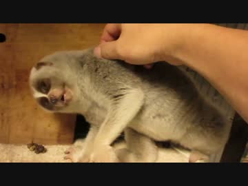 嫌がるスローロリス　1