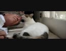 舐め猫