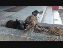 久々に早朝の猫集会に参加してきたの巻 前編
