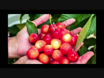 【女子ツー】おっさん女子がツーリング行くよ！【さくらんぼ狩り】