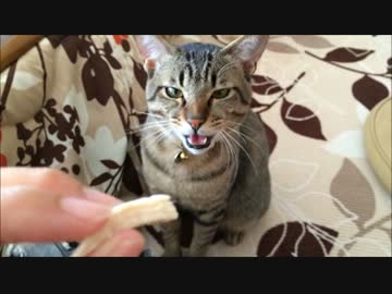 待てが一回できたけどラス1だと知って文句を言うぼんちゃん。