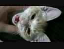 【ティガロビ生活記】ロビン薬を飲まされる / 猫＆あつし部屋を片付ける
