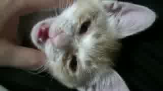 【ティガロビ生活記】ロビン薬を飲まされる / 猫＆あつし部屋を片付ける