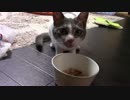 こんしゅうのおやつ【蒼民家の猫々】