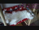 【#431】 ごろ寝こ　【猫万歳】
