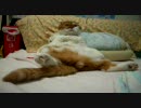 スロー猫