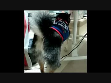 柴犬こま　飼い主のせいで困惑する