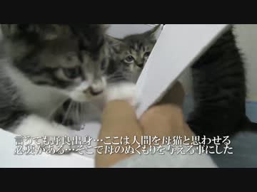 猫のパーカーで保護子猫たちの馴らしに挑んでみた