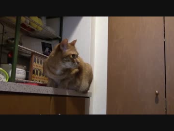 拾いねこ＠生後1083/1050日目　パパの帰りをフライング気味で待つアコさん