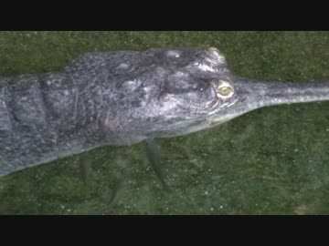 インドガビアルと掃除魚