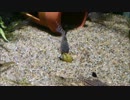 湧水水槽への道 Part6（経過報告編）