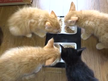 チビ達のご飯タイム ♪