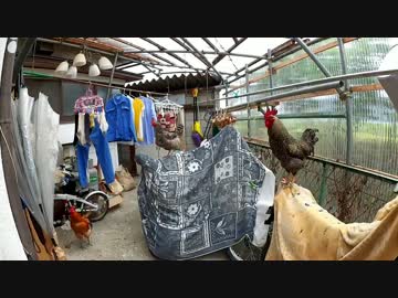 卵を温め続けた結果