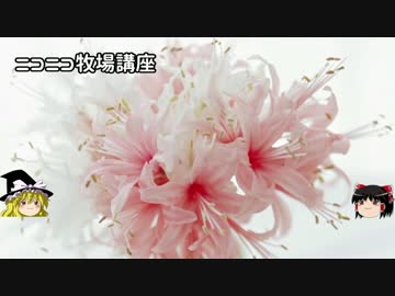 【牧場物語】リアルでもゲームでも牧場part31.5【ゆっくり実況】