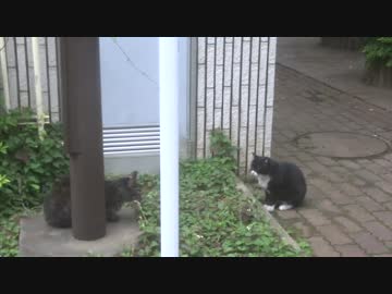 【公園猫戦争】茶トラ3兄弟、公園を去る