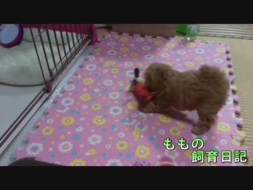 ももの飼育日記