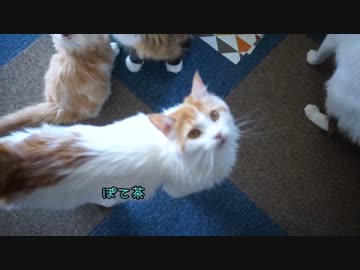 【#432】 みずうめぇ！　【猫万歳】