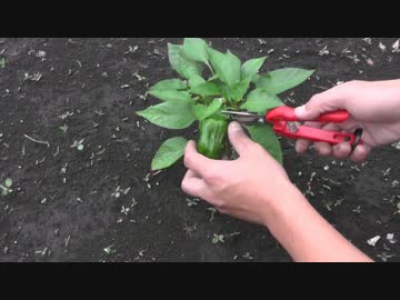 まったり農家な一日　第16話