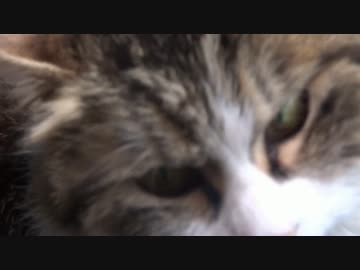【近況報告】 ねこ増えた