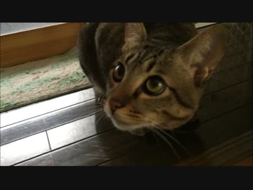 ぼんちゃん『投げろ。』