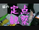 お留守番してる猫を定点カメラで隠し撮りしてみた