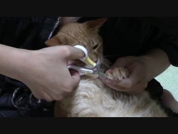 拾いねこ＠生後1084/1051日目　諦めた顔で爪切られるアコさん