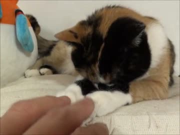 家猫日和　詰め合わせ２９