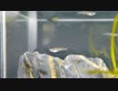 東山動植物園・世界のメダカ館