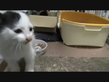 保護子猫、宇宙猫に対して恐るべきポテンシャルを見せつける