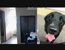 20150622 セニョ　跳んでみた.avi
