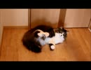 【ねこ】デンプシーロール