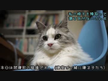 【#433】 就寝前　【猫万歳】