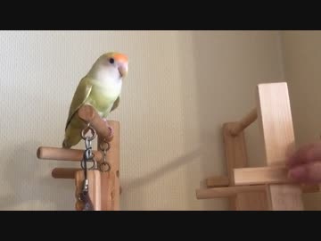 リズムに合わせて頷くコザクラ