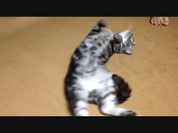 くねくね移動する猫