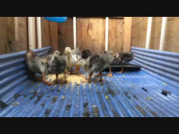 かわいい鴨ちゃんのお食事