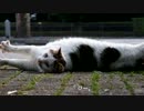 サビ猫が気になるおしゃべり猫
