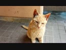 可愛野良猫 1 cute an alley cat