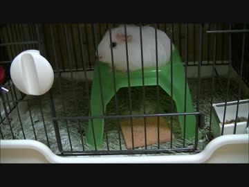 モルモット レオン君観察動画