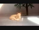 可愛野良猫2 an alley cat 2