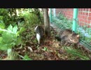 草陰の公園猫戦争！少年猫VS少女猫withたぬき（猫）