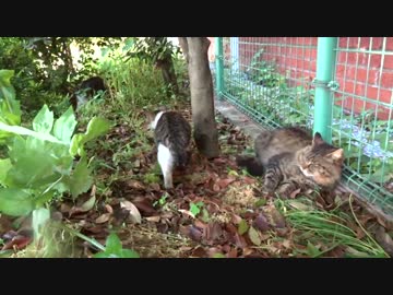 草陰の公園猫戦争！少年猫VS少女猫withたぬき（猫）