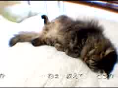 【初音ミク】スマポン（オリジナル曲）【猫動画】